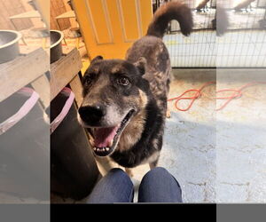 German Shepherd Dog-Unknown Mix Dogs for adoption in Tracy City, TN, USA