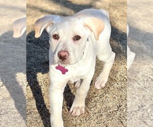 Medium Photo #1 Labrador Retriever-Unknown Mix Puppy For Sale in Great Bend, KS, USA
