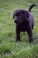 Labrottie Dogs for adoption in Sacramento, CA, USA