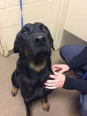 Rottweiler-Unknown Mix Dogs for adoption in Silver Spring, MD, USA