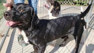 Medium Photo #1 Basset Hound-Labrador Retriever Mix Puppy For Sale in Livingston, TX, USA