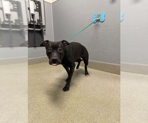 American Pit Bull Terrier-Unknown Mix Dogs for adoption in Las Vegas, NV, USA