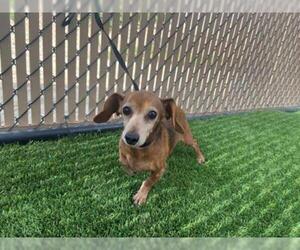 Dachshund Dogs for adoption in Norco, CA, USA