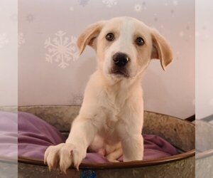 Golden Labrador Dogs for adoption in Sheridan, CO, USA