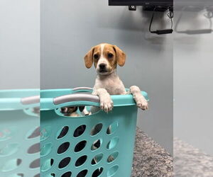 Rat-Cha Dogs for adoption in Belleuve, NE, USA