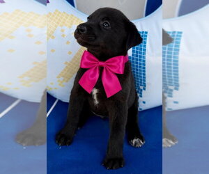 Labrador Retriever-Unknown Mix Dogs for adoption in Jefferson, NJ, USA