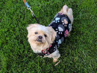 Medium Photo #1 Shih Tzu Puppy For Sale in San Clemente, CA, USA