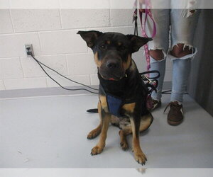 Chinese Shar-Pei-Rottweiler Mix Dogs for adoption in Ocala, FL, USA