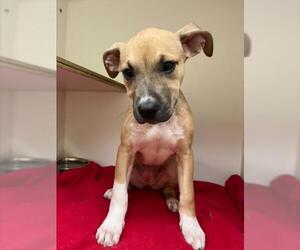 German Shepherd Dog-Unknown Mix Dogs for adoption in Texas City, TX, USA