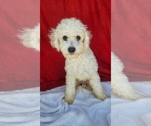 Poodle (Miniature)-Unknown Mix Dogs for adoption in Lakewood, CO, USA