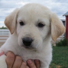 Labrador Retriever-Unknown Mix Dogs for adoption in Keenesburg, CO, USA