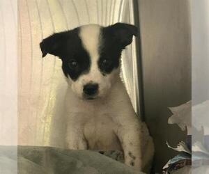 American Staffordshire Terrier-Unknown Mix Dogs for adoption in San Antonio, TX, USA