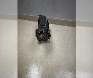 Bulldog-Unknown Mix Dogs for adoption in Las Vegas, NV, USA