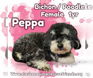 Poodle (Standard) Dogs for adoption in Anchorage, AK, USA