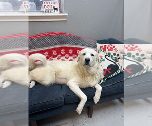 Great Pyrenees-Unknown Mix Dogs for adoption in San Leon, TX, USA
