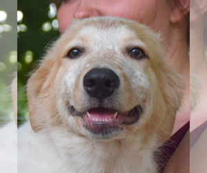 Golden Pyrenees Dogs for adoption in Huntley, IL, USA