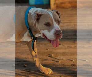 Staffordshire Bull Terrier Dogs for adoption in Shreveport, LA, USA