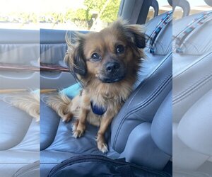 Spaniel-Unknown Mix Dogs for adoption in Davis, CA, USA