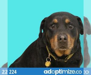 Rottweiler Dogs for adoption in Mountain Home, AR, USA