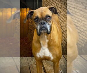 Boxer Dogs for adoption in Austin, TX, USA