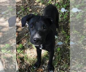 Labrador Retriever-Unknown Mix Dogs for adoption in San Antonio, TX, USA