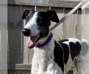 Greyhound Dogs for adoption in Grandville, MI, USA