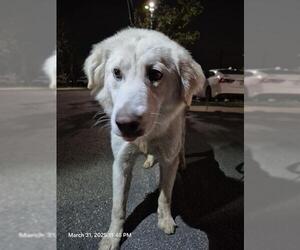 Labrador Retriever-Unknown Mix Dogs for adoption in San Antonio, TX, USA