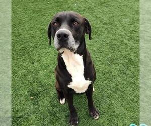 Mastador Dogs for adoption in Rockwall, TX, USA