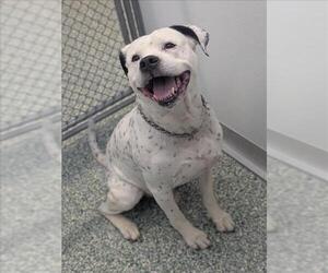 American Pit Bull Terrier-Unknown Mix Dogs for adoption in Salisbury, NC, USA