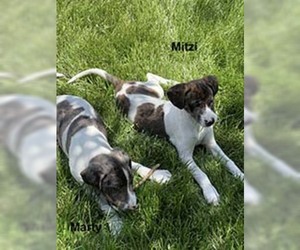 Mutt Dogs for adoption in Chantilly, VA, USA