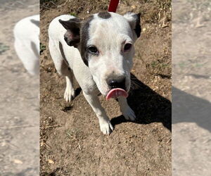 Border Collie-Unknown Mix Dogs for adoption in HESPERIA, CA, USA