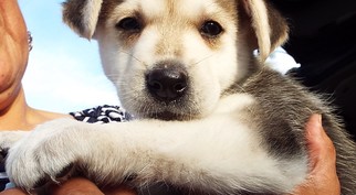 Golden Shepherd Dogs for adoption in San Antonio, TX, USA