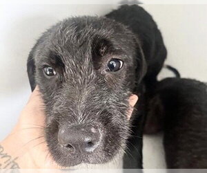 Labrador Retriever Dogs for adoption in Houston, TX, USA