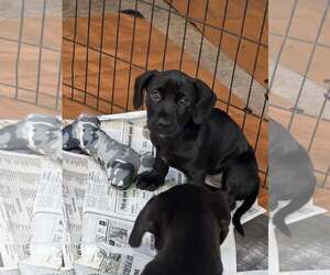 Dachshund-Unknown Mix Dogs for adoption in SHERBURNE, NY, USA