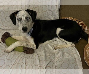 Australian Shepherd-Unknown Mix Dogs for adoption in Springdale, PA, USA