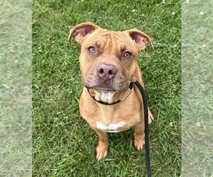Mutt Dogs for adoption in Evansville, IN, USA