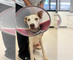 Labmaraner Dogs for adoption in Sugar Land, TX, USA