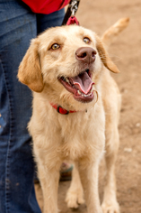 Labradoodle Dogs for adoption in Rustburg, VA, USA