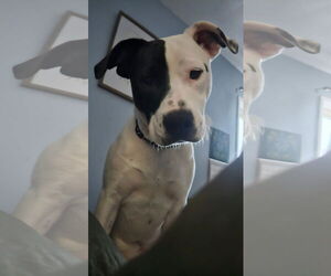 Staffordshire Bull Terrier-Unknown Mix Dogs for adoption in Germantown, OH, USA