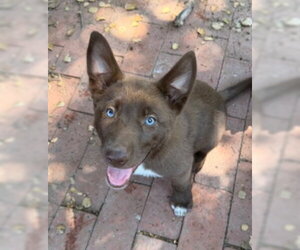 Border Collie-Siberian Husky Mix Dogs for adoption in Ventura, CA, USA