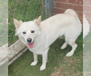 Small American Eskimo Dog