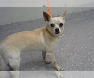 Chihuahua-Unknown Mix Dogs for adoption in Pasadena, TX, USA