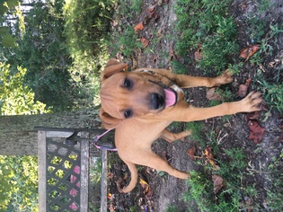 Boxer-Chinese Shar-Pei Mix Dogs for adoption in Bostic, NC, USA
