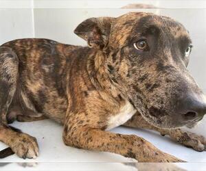 Catahoula Leopard Dog-Unknown Mix Dogs for adoption in Houston, TX, USA