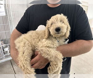 Maltese-Unknown Mix Dogs for adoption in Oroville, CA, USA