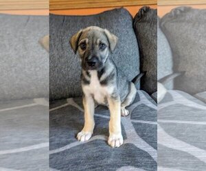 Anatolian Shepherd-Labrador Retriever Mix Dogs for adoption in Omaha, NE, USA