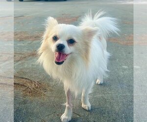 Medium Photo #1 Chiranian Puppy For Sale in San Francisco, CA, USA