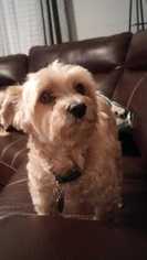 Maltipoo Dogs for adoption in Mooresville, NC, USA