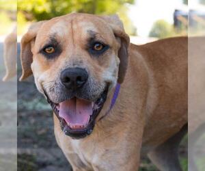 Daniff Dogs for adoption in Shreveport, LA, USA