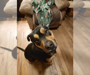 Rottweiler Dogs for adoption in Poplar Bluff, MO, USA